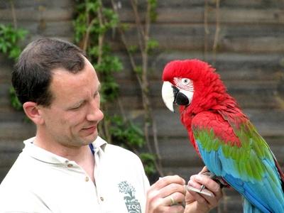 Ara parrot - Animal - Hungary-stock-photo