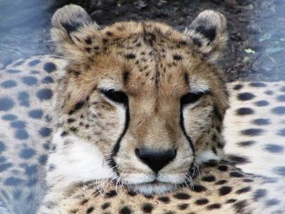 Leopard - Animal - Hungary-stock-photo