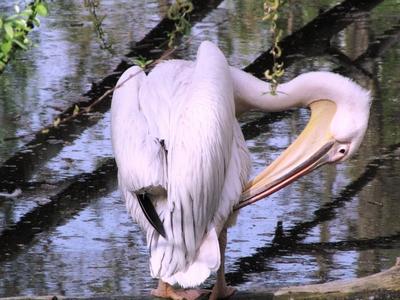 Pelican - Animal - Hungary-stock-foto