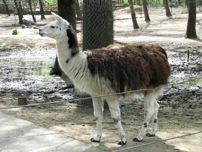Alpacca - Llama - Animal - Hungary-stock-foto