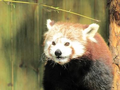 Little panda - Animal - Hungary-stock-foto