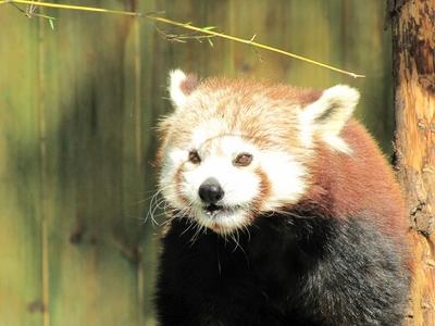 Little panda - Animal - Hungary-stock-photo