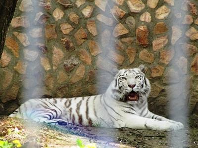 White tiger - Animal - Hungary-stock-foto