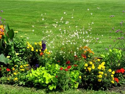 Flowers on Margaret Island - Natural diversity.- Hungary-stock-foto