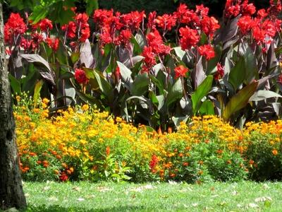 Flowers on Margaret Island - Budapest - Nature - Diversity-stock-foto