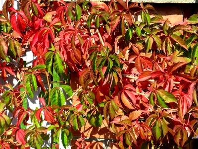Nature leaning into Autumn - Nagykovácsi forest - Hungary-stock-foto