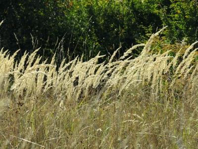 Nature leaning into autumn - Nagykovácsi forest-stock-foto