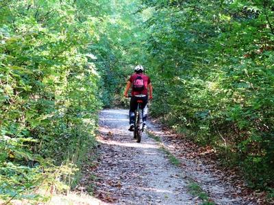 Nature leaning into Autumn - Forest - Hungary-stock-foto