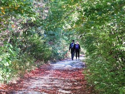 Nature leaning into Autumn - Forest - Hiking couple-stock-foto