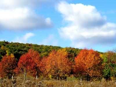 Autumn colors at Remeteszőlős.- Hungary - Nature-stock-photo