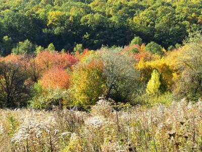 Autumn colors at Remeteszőlős - Hungary - Nature-stock-foto