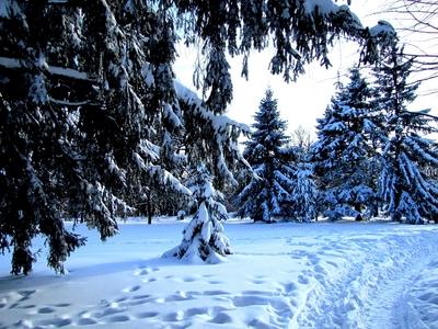 Dobogókő winter landscape with pine trees - Nature - Hungary-stock-photo