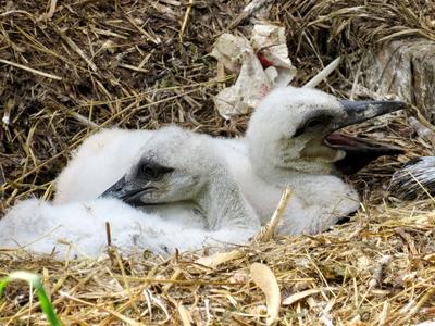 Stork chicks in a nest in the animal park on Margaret Island - Budapest-stock-foto