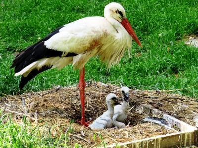 Mother stork with chicks in the nest - Budapest-stock-foto