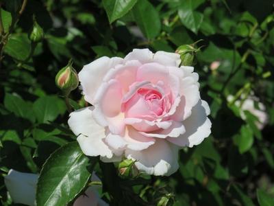 Pink rose in the rose garden on Margaret Island - Nature-stock-photo