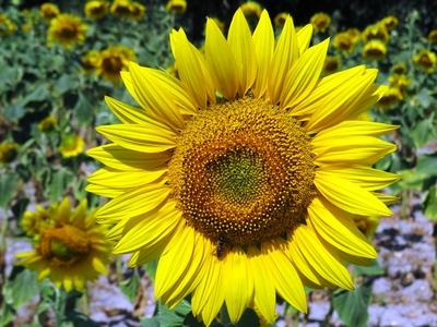Sunflower, the smile of summer - Nature - Hungary-stock-photo