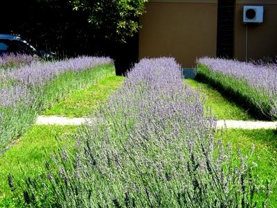 Lavender meadow - Nature - Tököl - Hungary-stock-foto