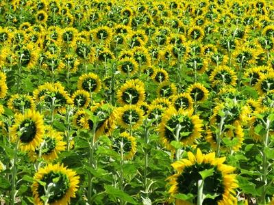 Sunflowers from behind - Tököl - Hungary - Nature-stock-foto