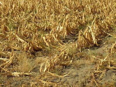 Drought - Maize burned out - Agriculture - Nature - Hungary-stock-foto