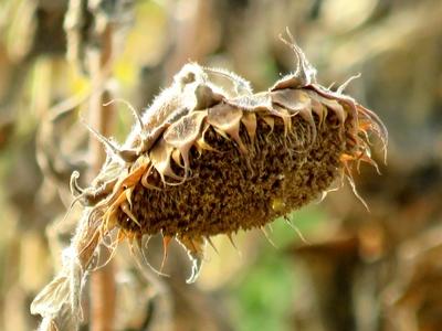 Drought - Sunflower burned out - Nature - Agriculture-stock-photo