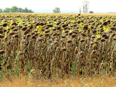Drought - Sunflowers - Agriculture . Burned out - Nature-stock-foto