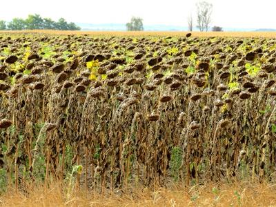 Drought - Sunflowers - Agriculture . Burned out - Nature-stock-photo