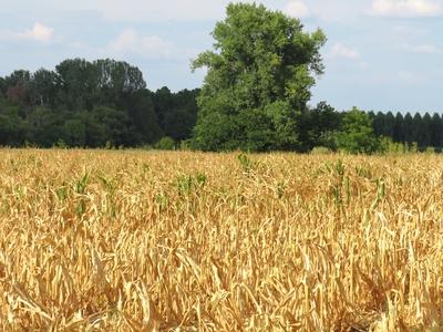 Drought - Maize burned out - Agriculture- Nature-stock-foto