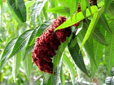 Nature - Hungary - Early Autumn colors-stock-foto