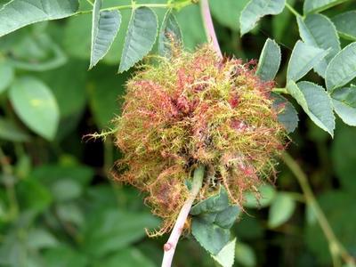Nature - Early Autumn colors - Hungary-stock-foto
