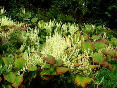 Nature - Early Autumn colors - Hungary-stock-foto