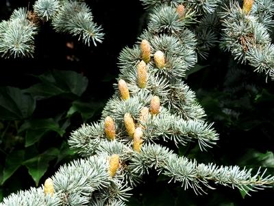 Nature - Hungary - Earfly Autumn colors - Pine cones-stock-foto