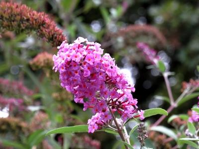 Nature - Early Autumn colors-stock-foto