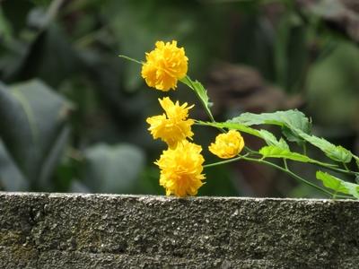 Nature - Early Autumn colors - Flower - Hungary-stock-foto