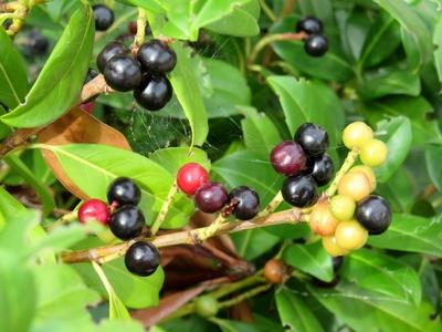 Nature - Early Autumn colors - Hungary-stock-foto