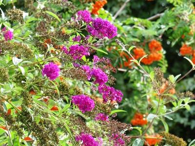 Nature - Early Autumn colors - Hungary-stock-foto