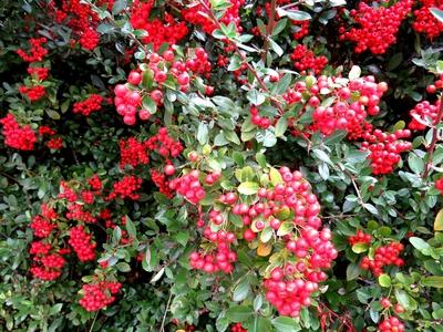 Nature - Hungary - Early Autumn colors-stock-foto
