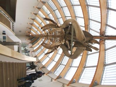 Skeleton of a common humpback whale - Museum - Budapest-stock-foto