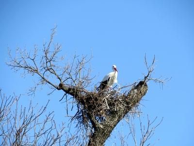 Nesting stork on top of a tree - Budapest - Nature - Hungary-stock-foto