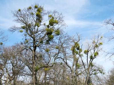Mistletoe bushes on Népliget park trees - Nature - Budapest-stock-foto