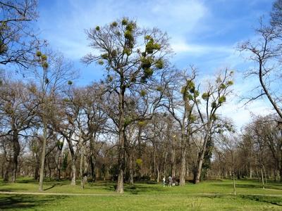 Mistletoe bushes on Népliget park trees - Nature - Budapest-stock-foto