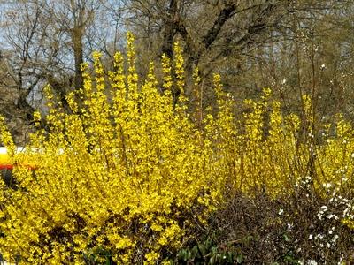 Golden rain flower - Nature - Hungary-stock-foto