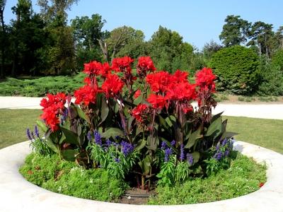 Flowers in the  Festetics Castle Park - Keszthely - Hungary-stock-foto