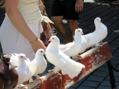 Carrier pigeons on the Fisherman's Bastion - Budapest-stock-foto