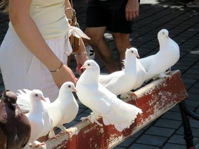 Carrier pigeons on the Fisherman's Bastion - Budapest-stock-photo