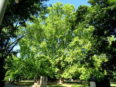 The Methuselah sycamore tree of Margaret Island - Budapest - Nature-stock-photo
