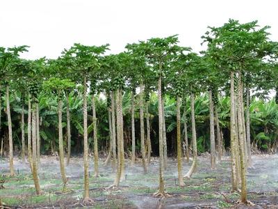 Coconut palm grove on the island of Mau - Nature - Hawaii-stock-photo