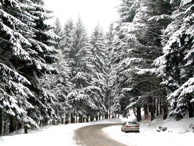 Detail of the Kékestető highway leading through the Mátra pine forests - Hungary-stock-photo