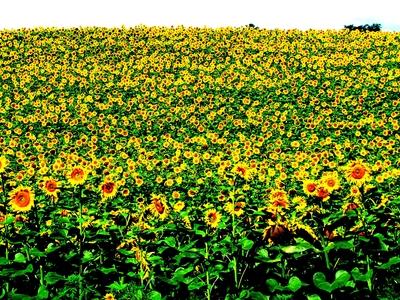 Sunflower - Nagykanizsa - Nature - Hungary-stock-photo