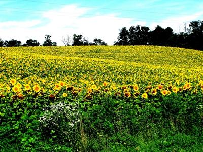Sunflower field - Nagykanizsa - Nature - Hungary-stock-foto