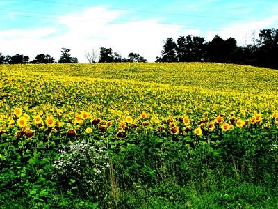 Sunflower field - Nagykanizsa - Nature - Hungary-stock-photo